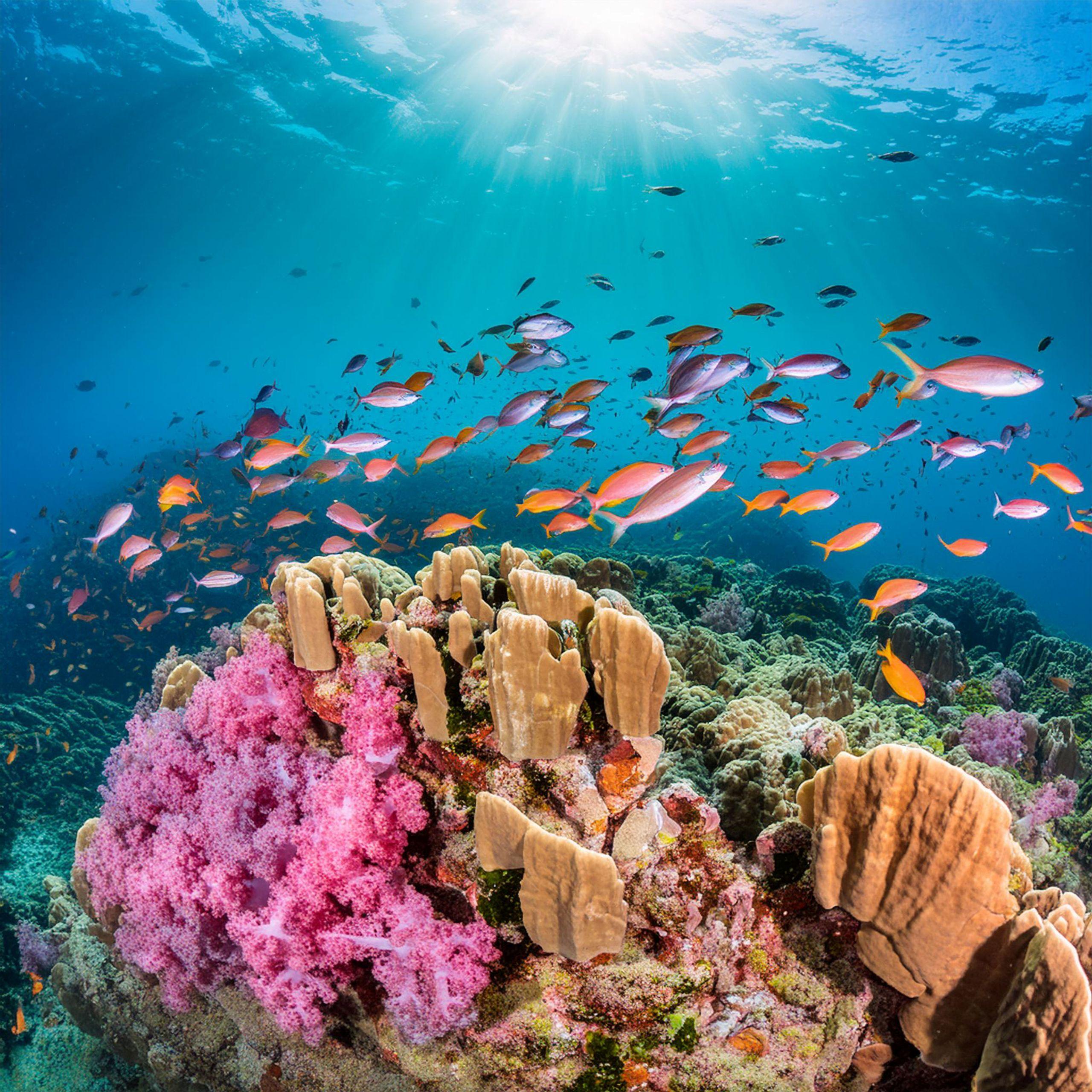 Ras Muhammed White Island Tour Snorkeling Sharm El Sheikh - photo 5