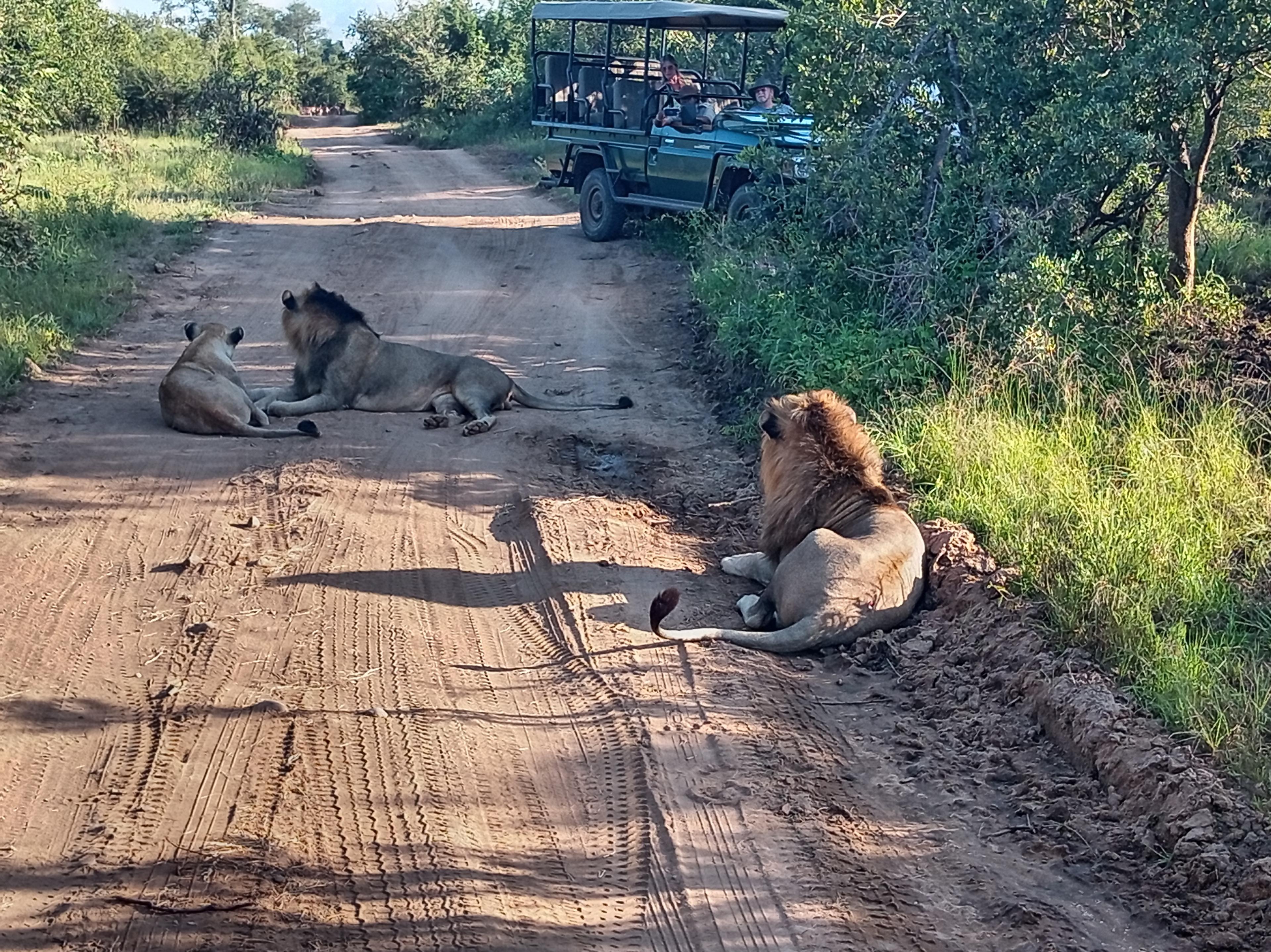 2 nights Private Kruger Park Safari and Panorama Route - cover photo