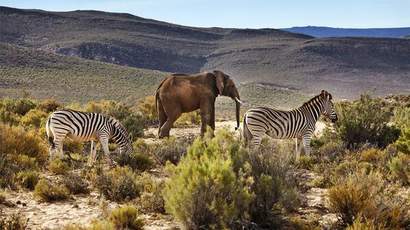 Cape Town: Aquila Reserve safari with lunch & wine tasting - photo 2