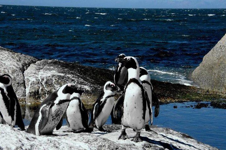 Mother city Cape Town 3-Day Attraction:Township & Cape Peninsula & Wine Tasting - photo 4