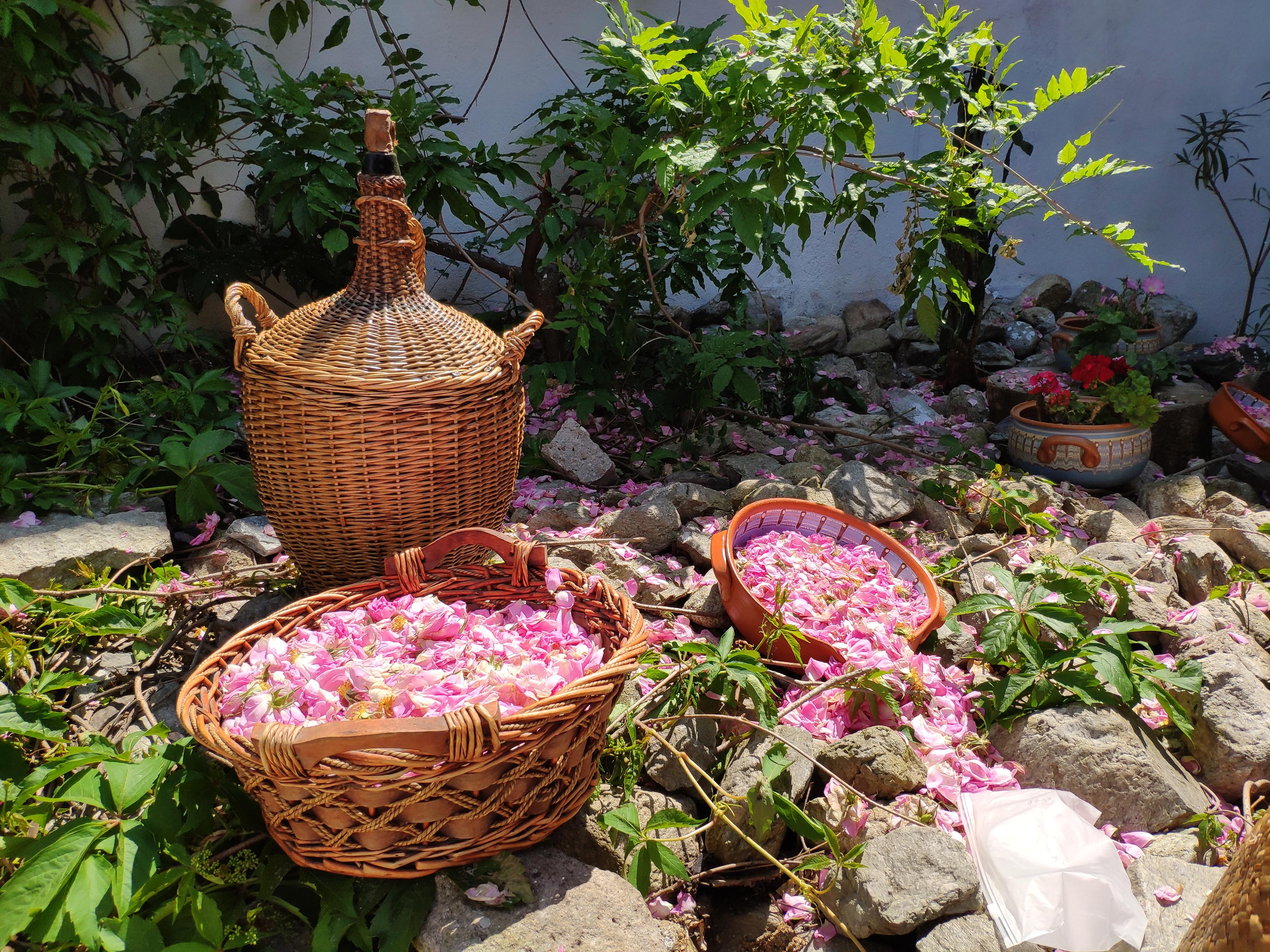 Visit to Lavender Fields & Lavender Oil Extraction Demo - cover photo