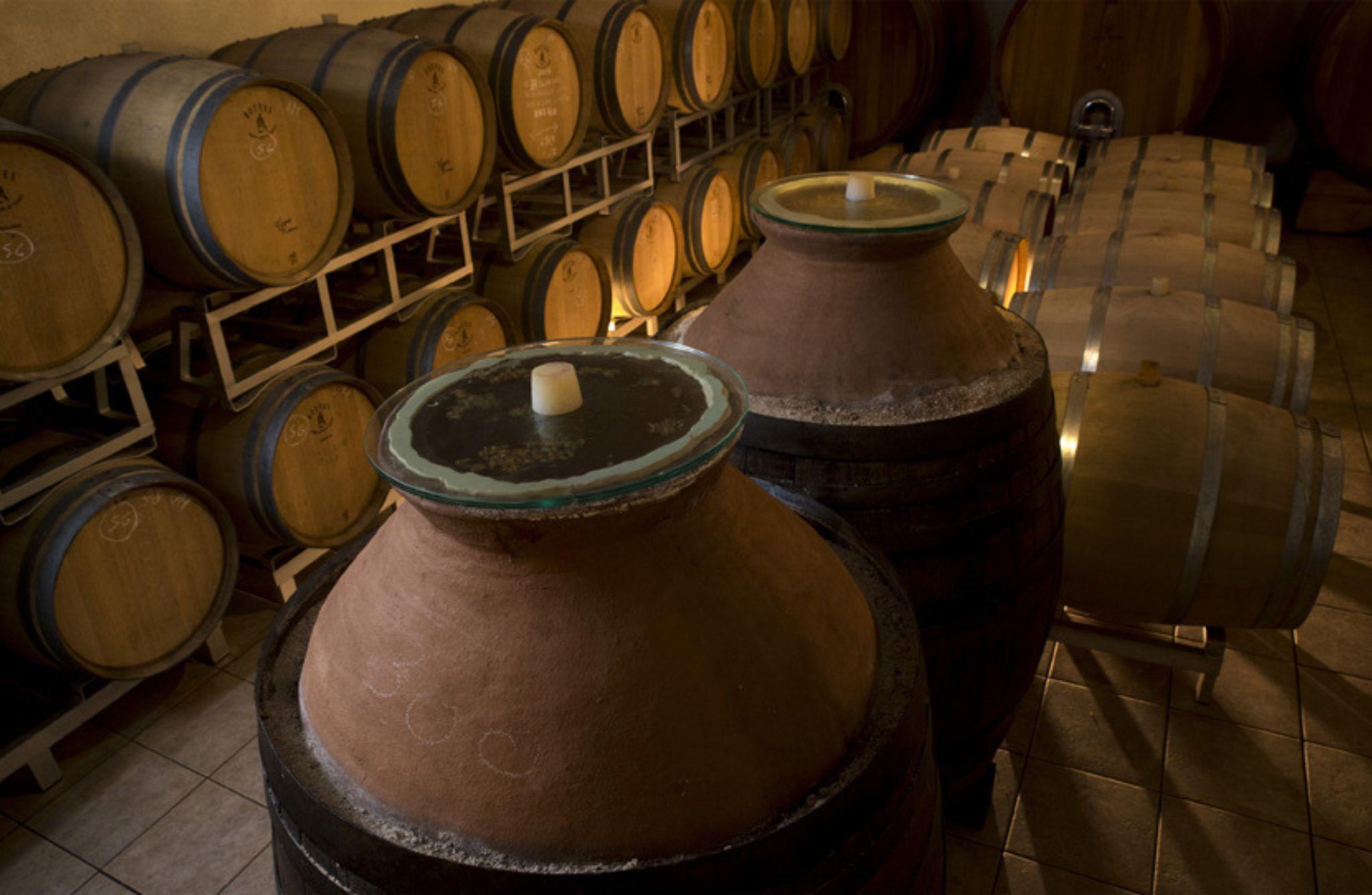 Winery Tour with Wine & Food Tasting near Riccione & Rimini - cover photo