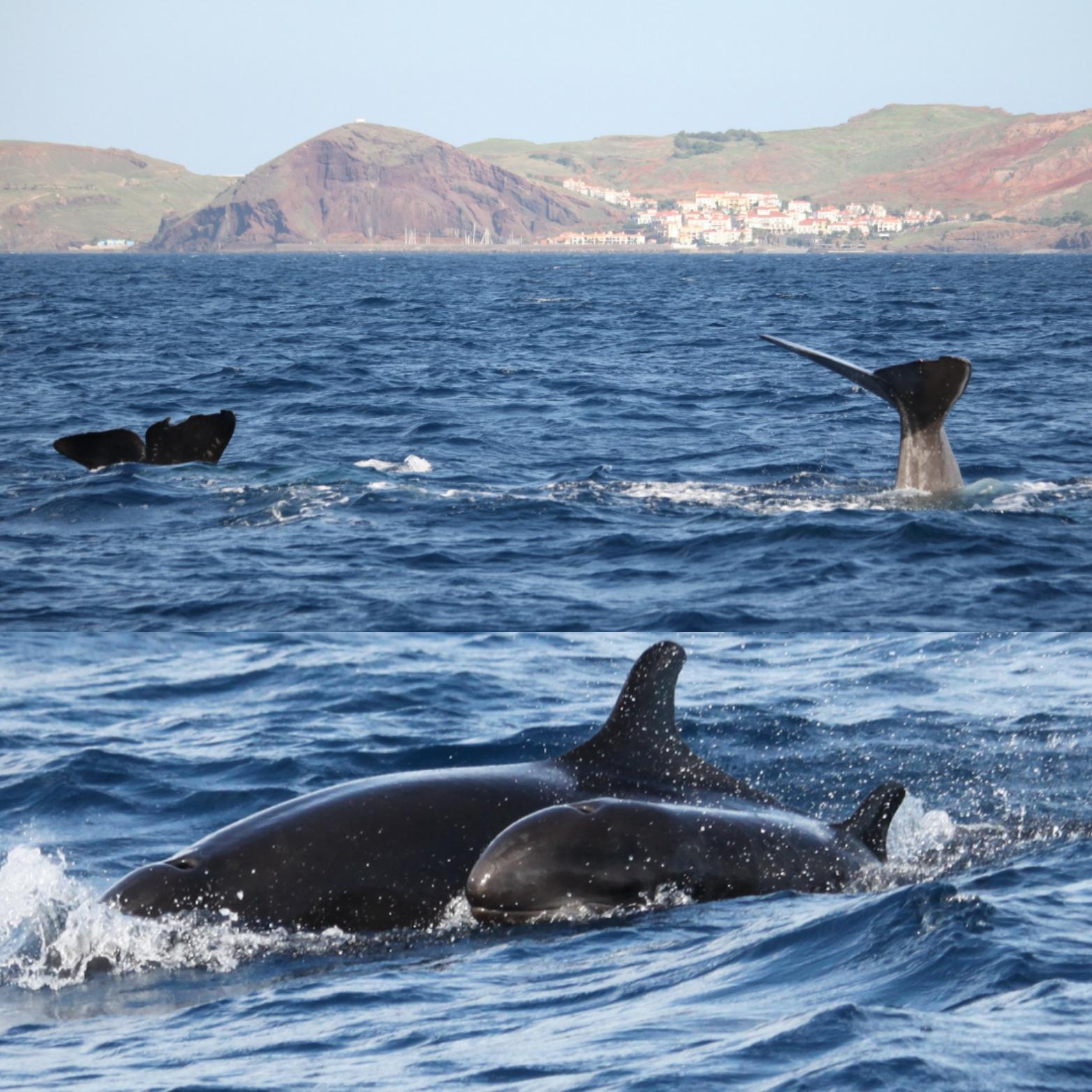 PRIVATE VIP 2 Hours Tour charter in Funchal - cover photo