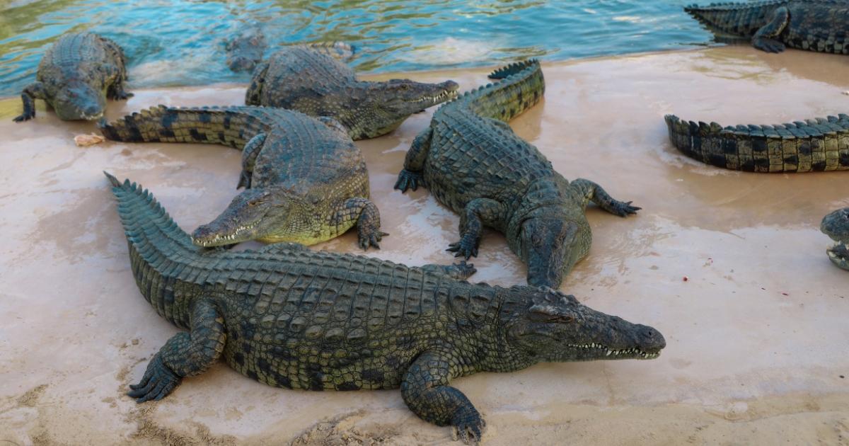 Dubai Crocodile Park tour & Desert Safari with BBQ Dinner - photo 3