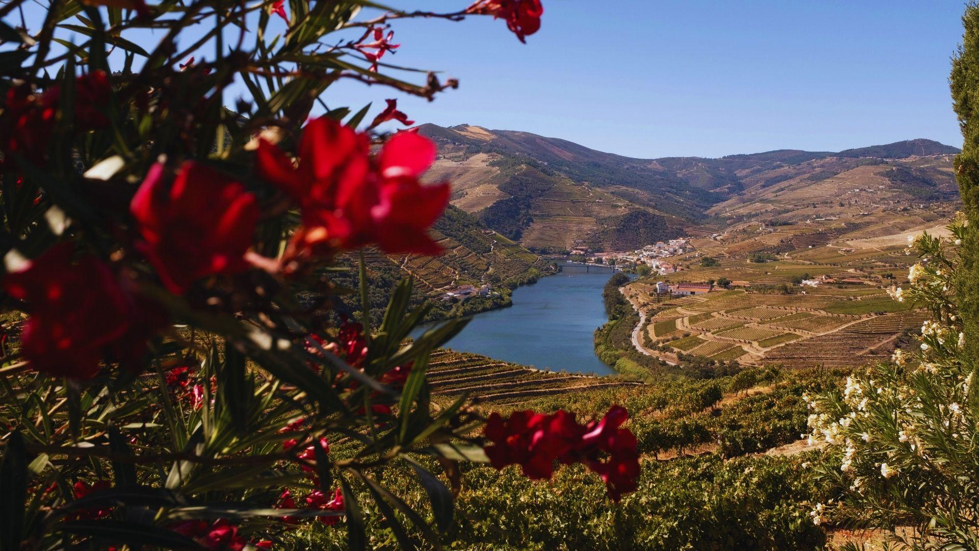 Three-Winery Douro Valley Experience for Wine Lovers - cover photo