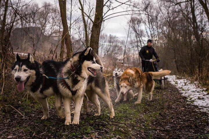 Kraków- An Unforgettable Adventure With Full Dog Sled Ride - photo 5