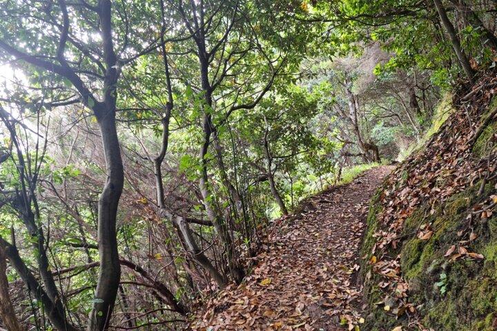 Madeira Porto da Cruz to Machico Self Hiking Tour with Transfer - photo 5