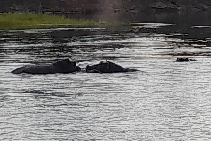 Sunset Cruises on the Zambezi River - photo 3