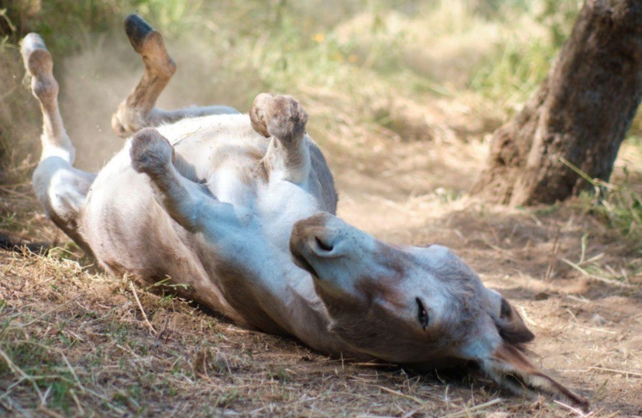 Walk with Donkeys and Visit the Porcine Caves near Viterbo - photo 2