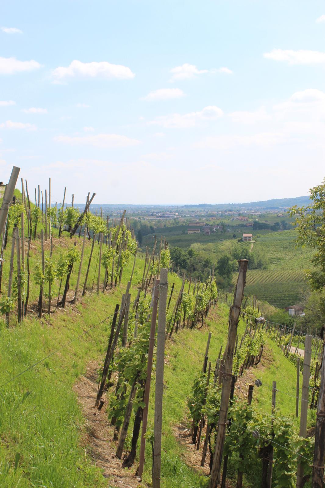 Day trip to the Prosecco Hills - cover photo