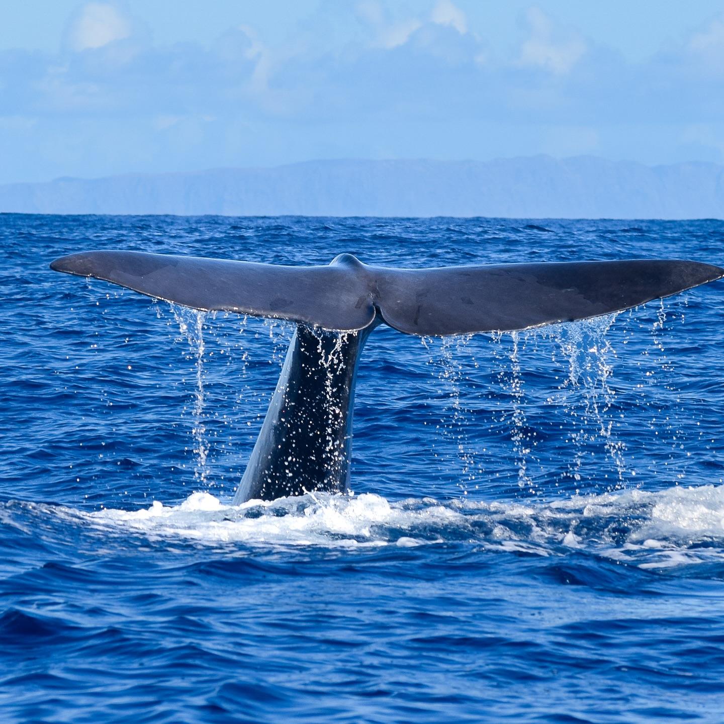 Responsible Whale and Dolphin Watching Tour - Funchal - cover photo