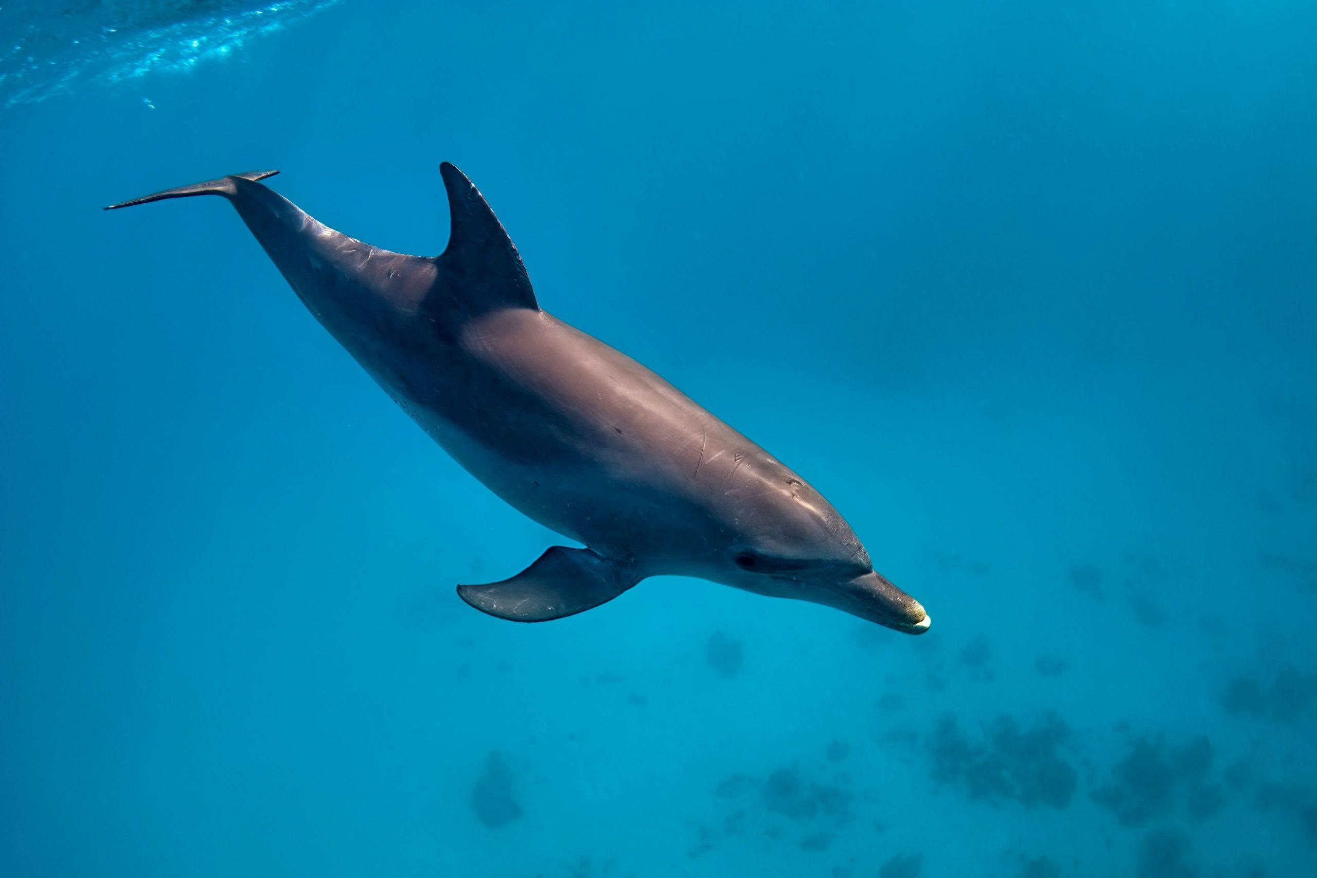 Sataya Reef Dolphin House Marsa Alam Snorkeling Tour - photo 2