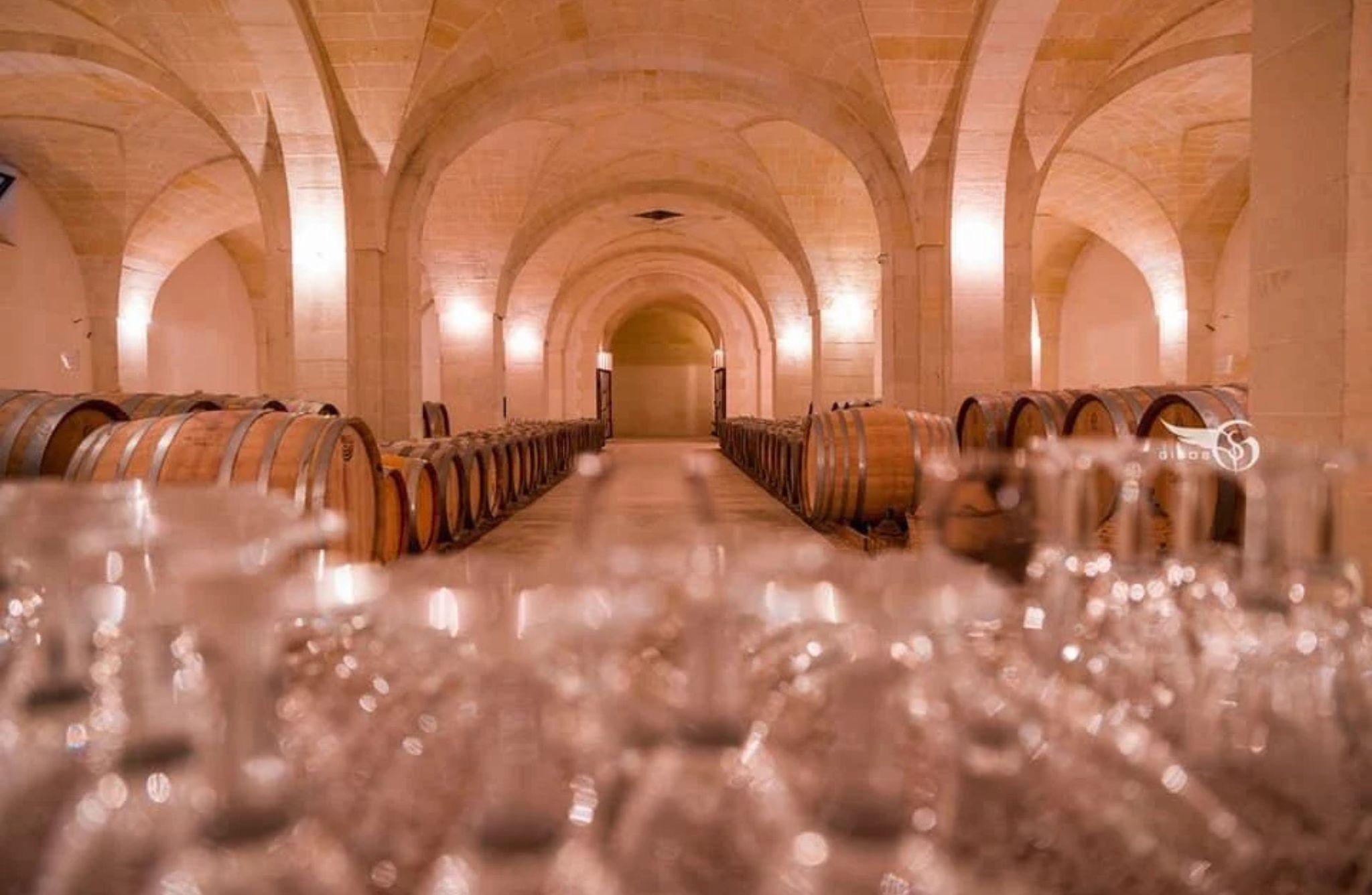 Organic Wine and Olive Oil Tasting Experience near Lecce - cover photo
