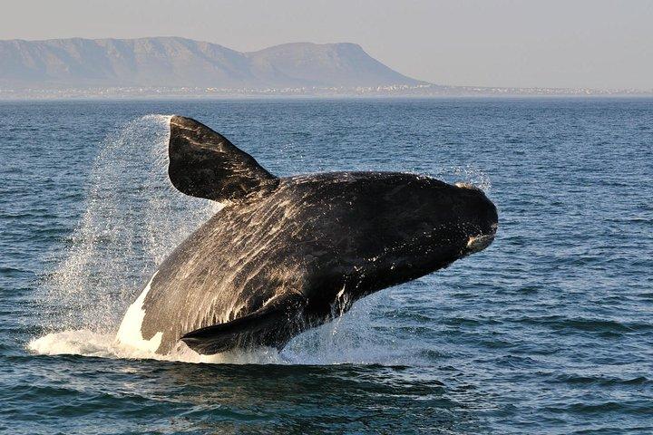 Cape town Private , Shark Diving Gangsbaai Tour - photo 5