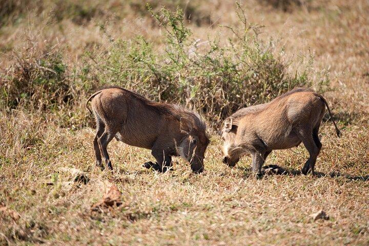 Full Day Moremi Safari Tour from Maun - photo 4