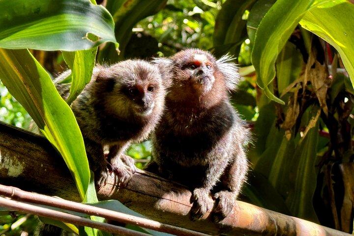Wildlife, Waterfalls and Caves: Tijuca Rainforest Hike in Rio de Janeiro - photo 3