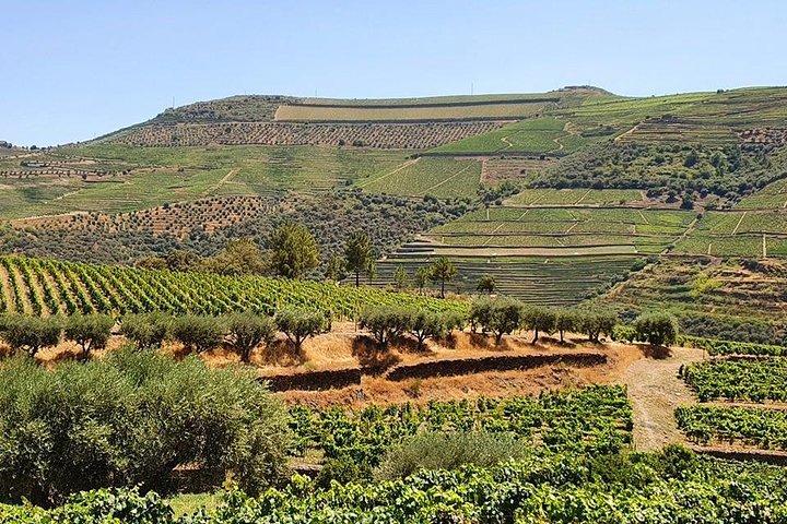 From Porto: Douro Valley: Wine Tour with Lunch Tastings & River Cruise - photo 3