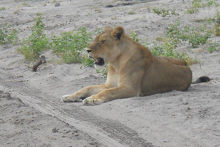 Chobe Full Day Safari Trip - photo 2