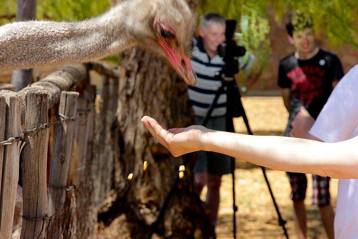 4-day Garden Route Private Tour from Cape Town to Addo Safari - photo 5