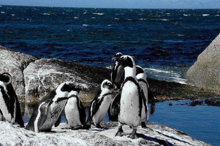 Mother city Cape Town 3-Day Attraction:Township & Cape Peninsula & Wine Tasting - photo 3