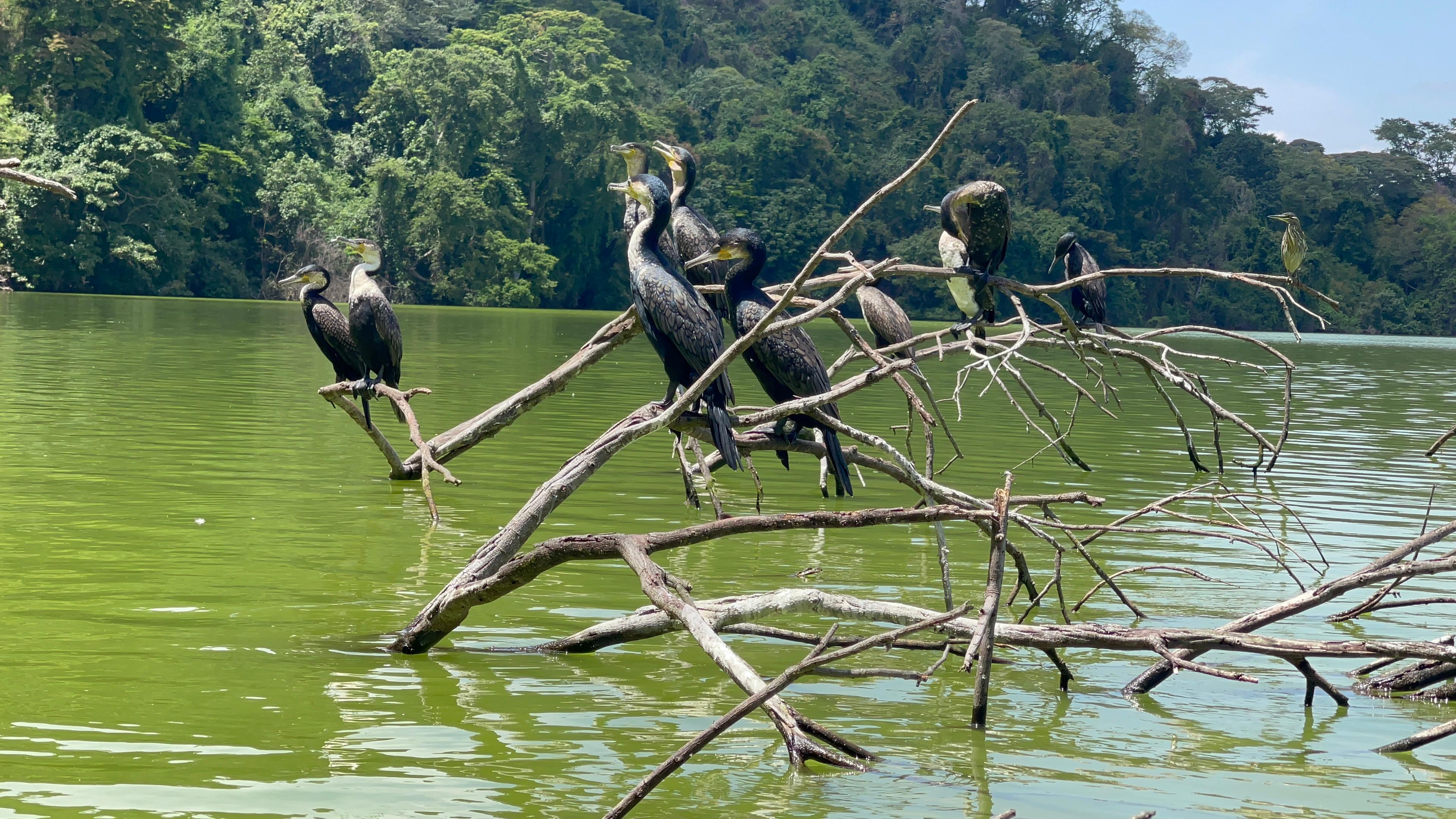 Arusha: Lake Duluti Canoeing | Bird Watching | Nature Walk Day Tour - photo 5