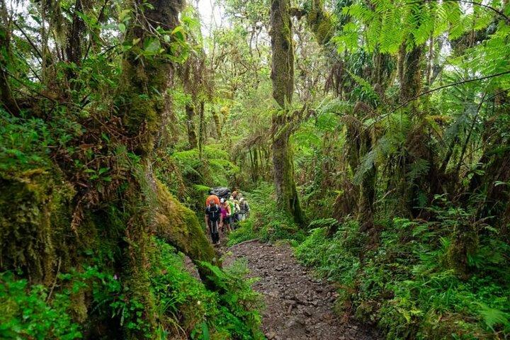 8-Day Kilimanjaro Lemosho Route | Most Scenic High Success Trek - photo 5