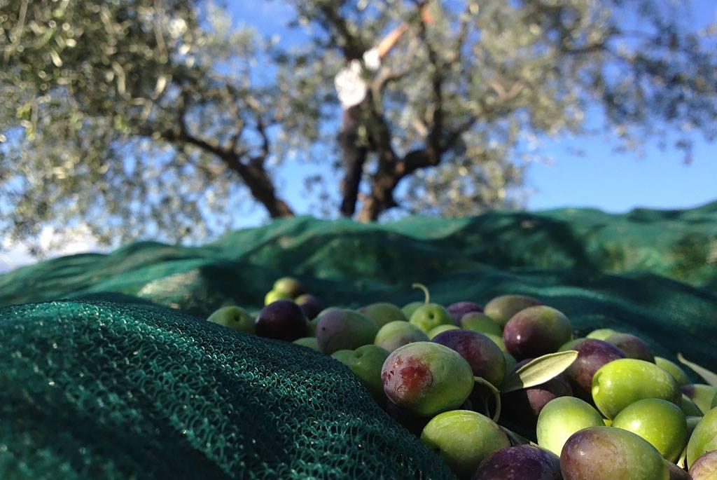 Visita l'azienda agricola Garra degusta l'olio e i suoi prodotti - cover photo
