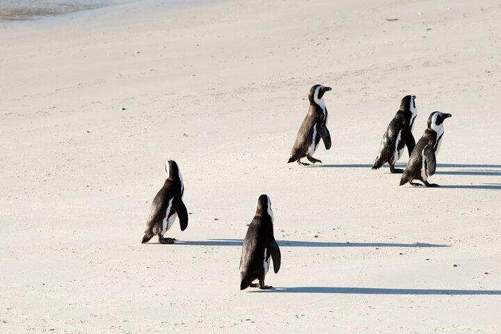 Full Day Cape Peninsula, Robben Island and Gold 7 Course Dinner - photo 3