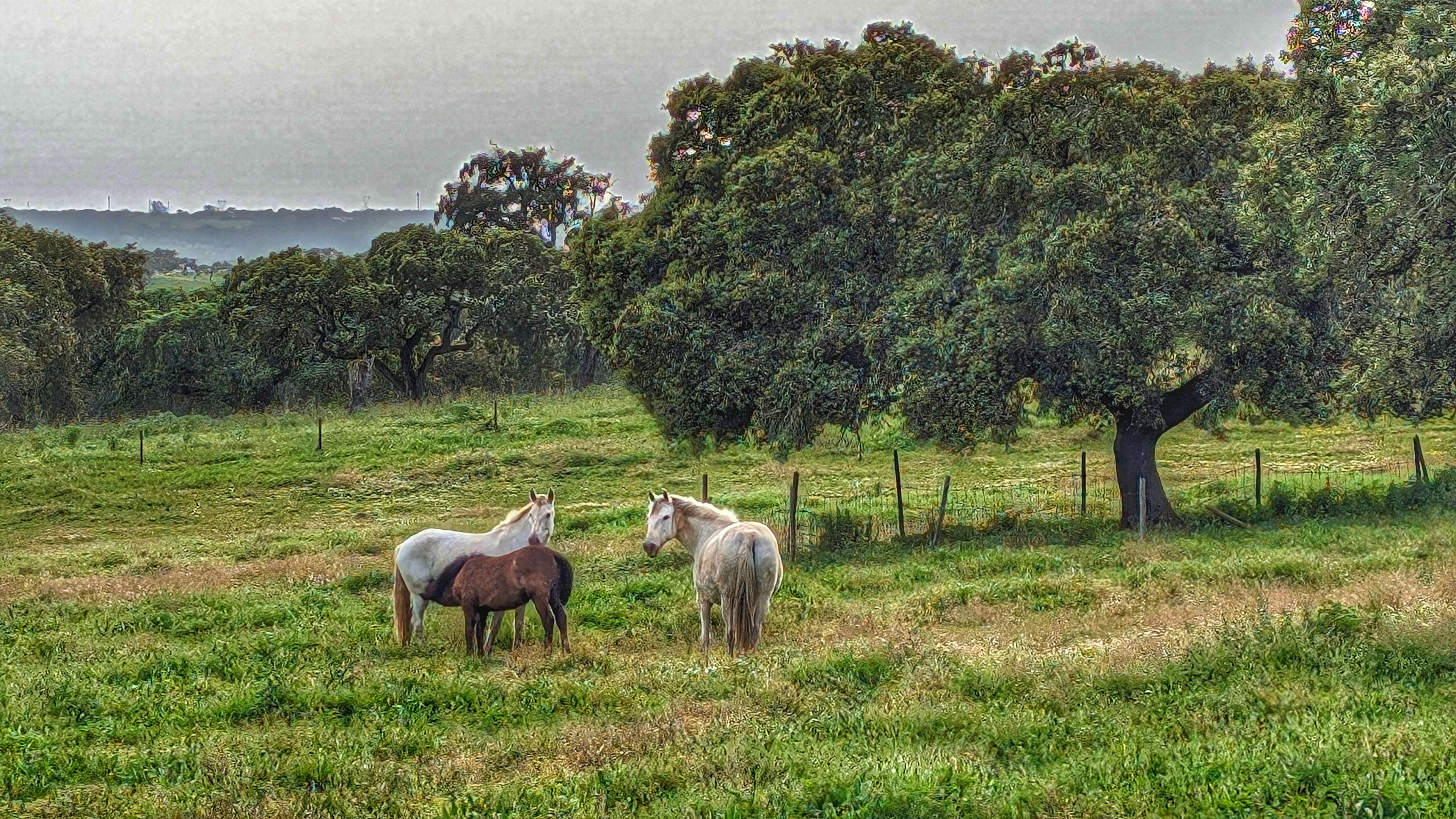 Évora ou Montemor: Visita a fábrica de Cortiça e Herdade Alentejana com almoço incluído - photo 3