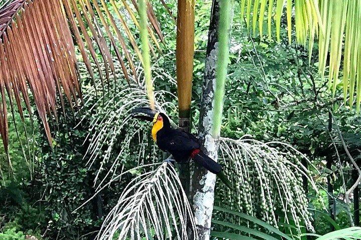 Half-Day Jeep Tour in Rio's Tijuca Rainforest and Scenic - photo 3