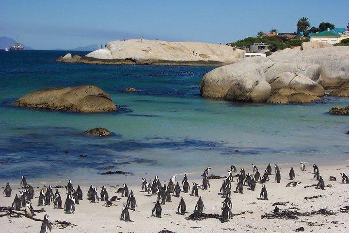 Cape Town , Private Tour: Table Mountain Cable Car & Cape Peninsula Penguins - photo 3
