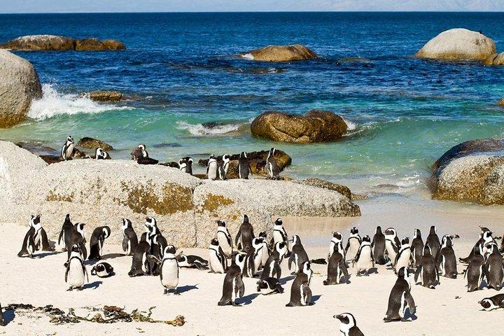 Cape Town , Private Tour: Table Mountain Cable Car & Cape Peninsula Penguins - photo 4