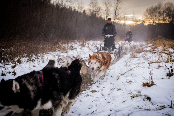 Kraków- An Unforgettable Adventure With Full Dog Sled Ride - photo 4