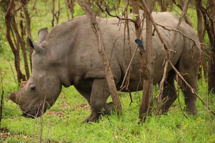 Pilanesberg Full Day Game Drive from Johannesburg - photo 4