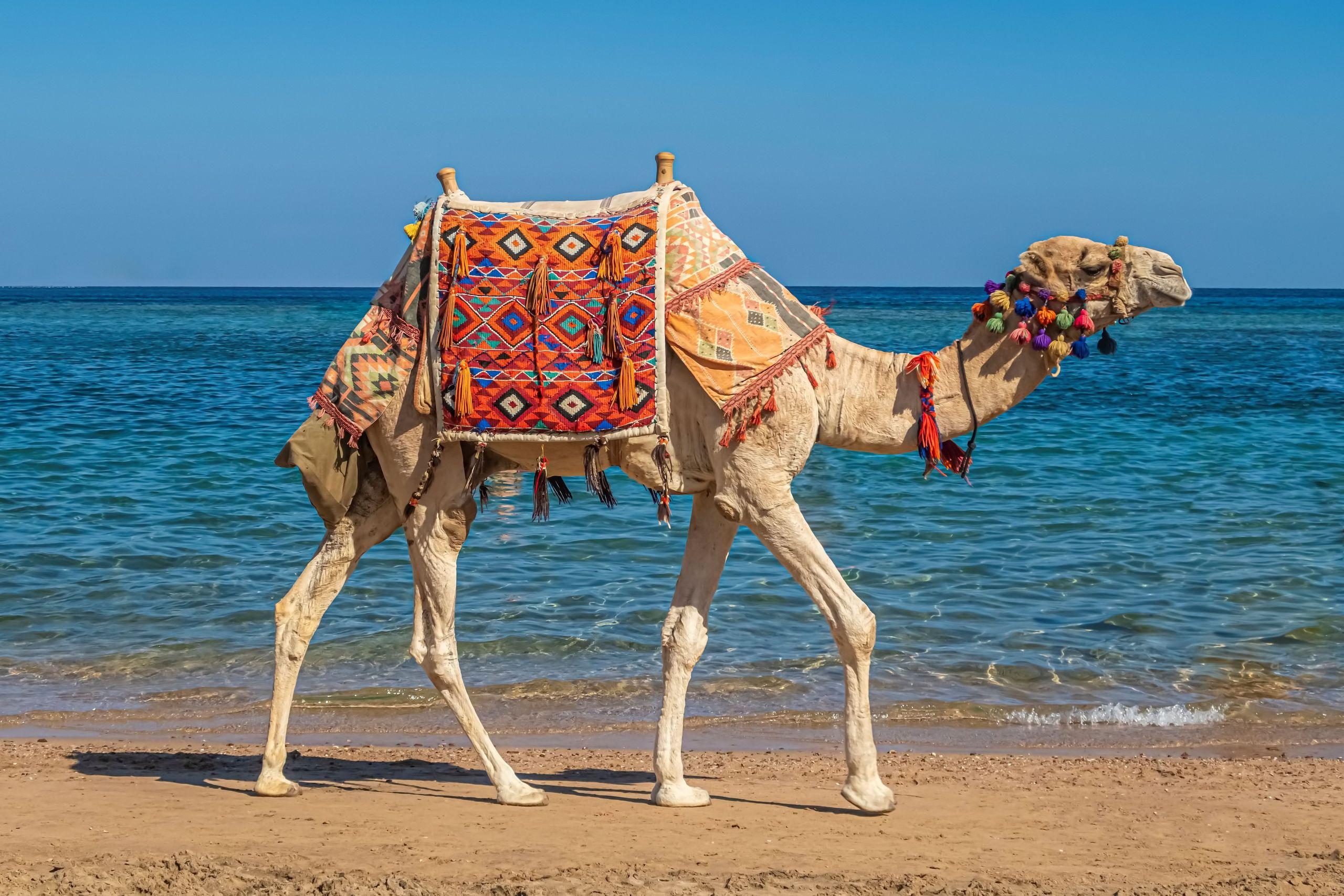 Hurghada Camel Riding Tour With Optional Dinner and Show - photo 4