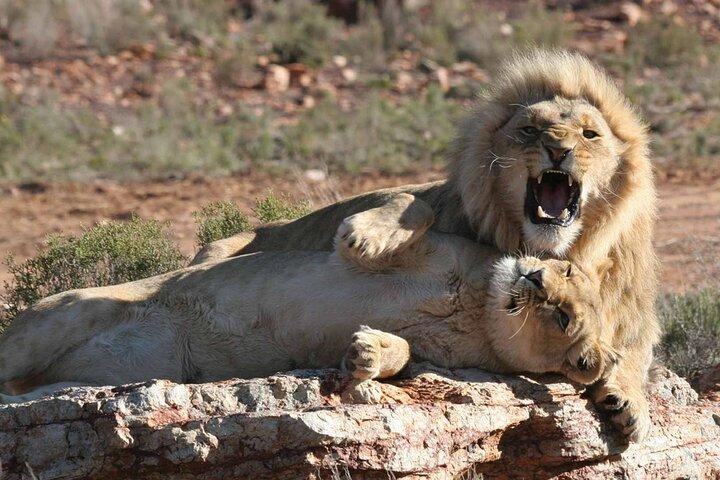 Morning Big 5 Safari Adventure with Wine Tasting Escape - cover photo