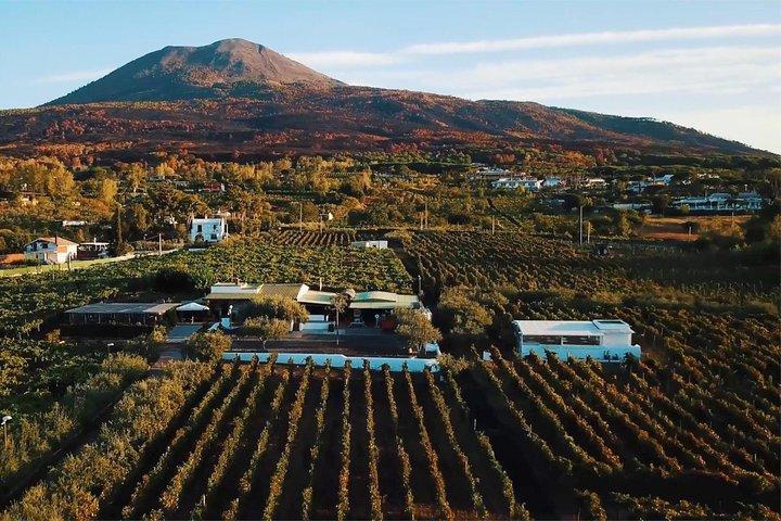 Organic Wine Tasting & Lunch on Vesuvius with Transfer from Naples - cover photo
