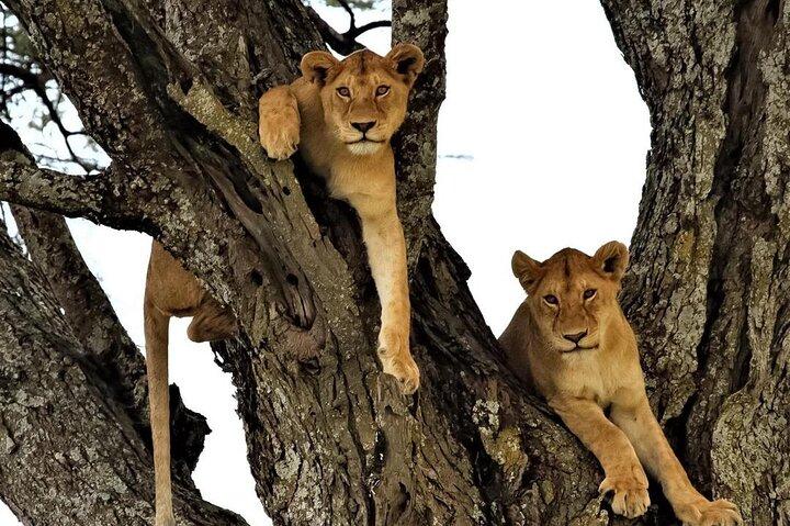 Chobe Full Day & Livingstone Zambia Zimbabwe Falls Tour Combo - photo 5