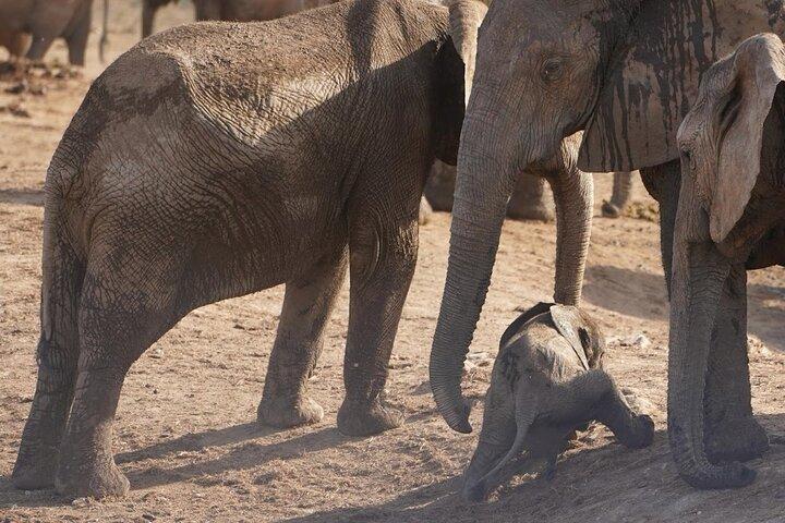 Pilanesberg Full Day Game Drive from Johannesburg - photo 2