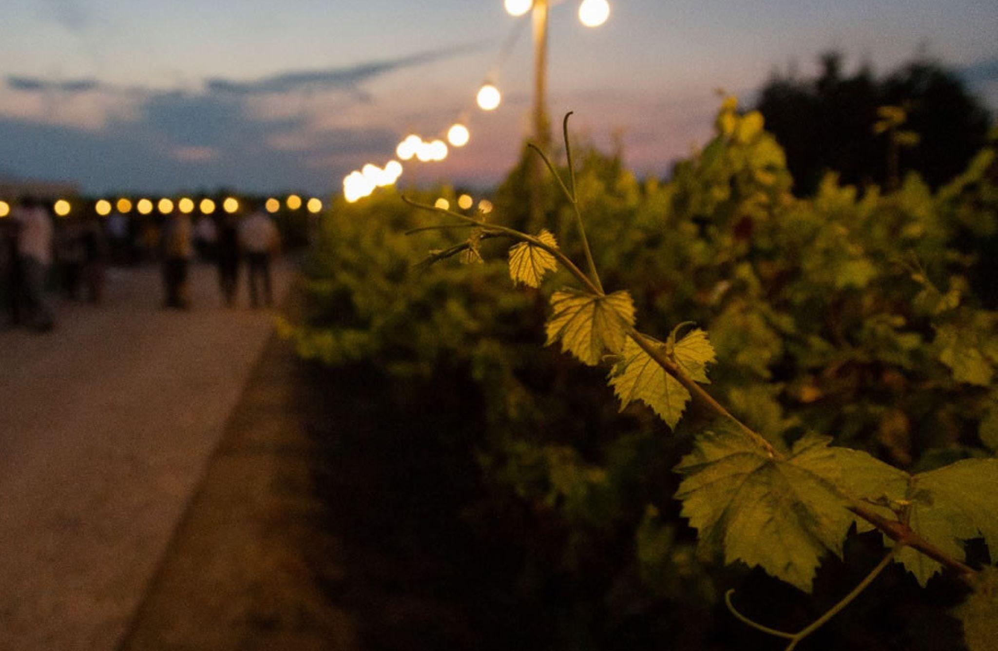 Winery Visit with Wine & Food Tasting near Ravenna - photo 2