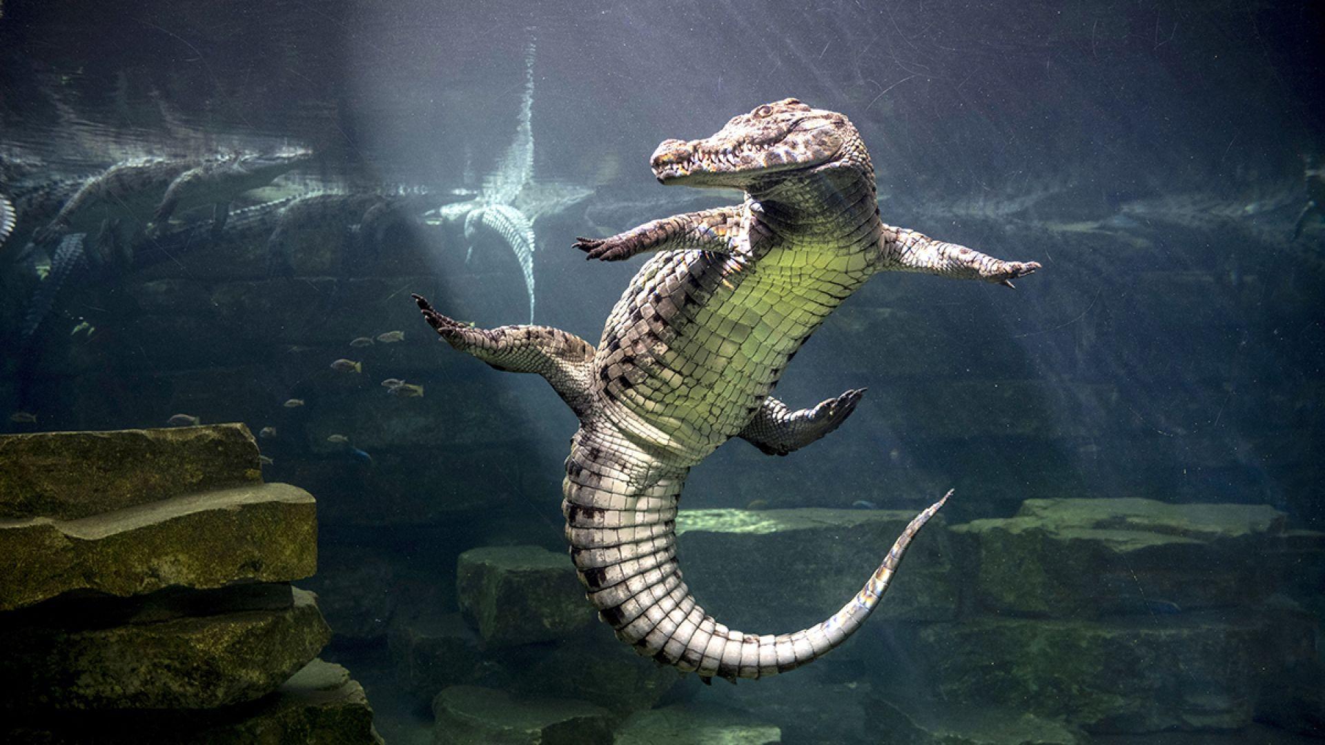 Dubai Crocodile Park Tour with Private Transfers - cover photo