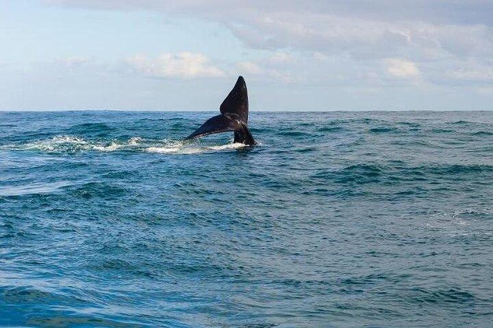 Whale Watching Tour in Hermanus - photo 2