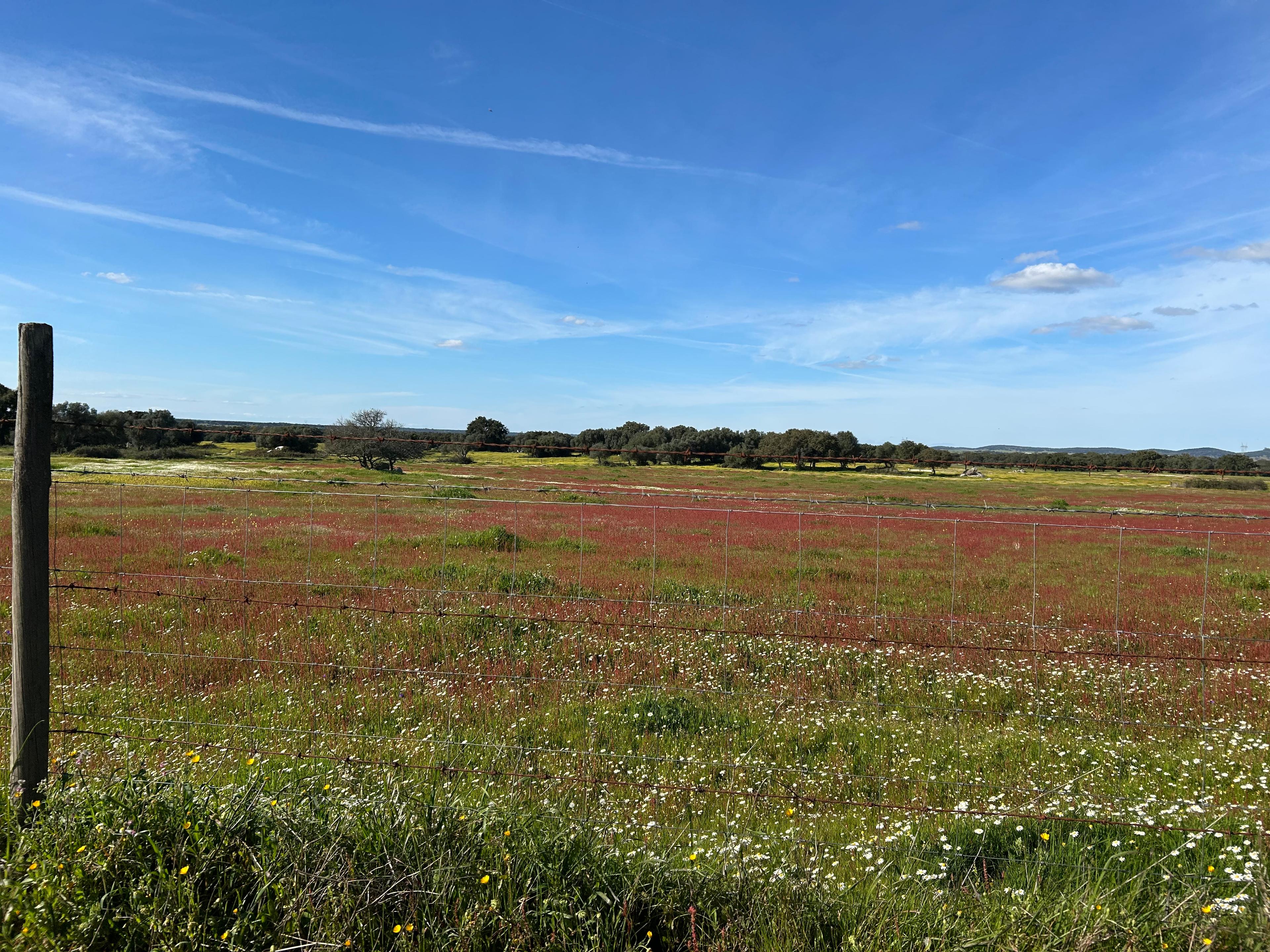 From Montemor-o-Novo or Évora: Bike Tour through the Alentejo Montado - photo 5