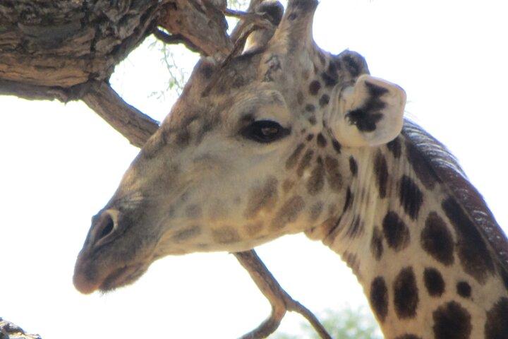 Chobe Full Day Safari Extended - photo 3