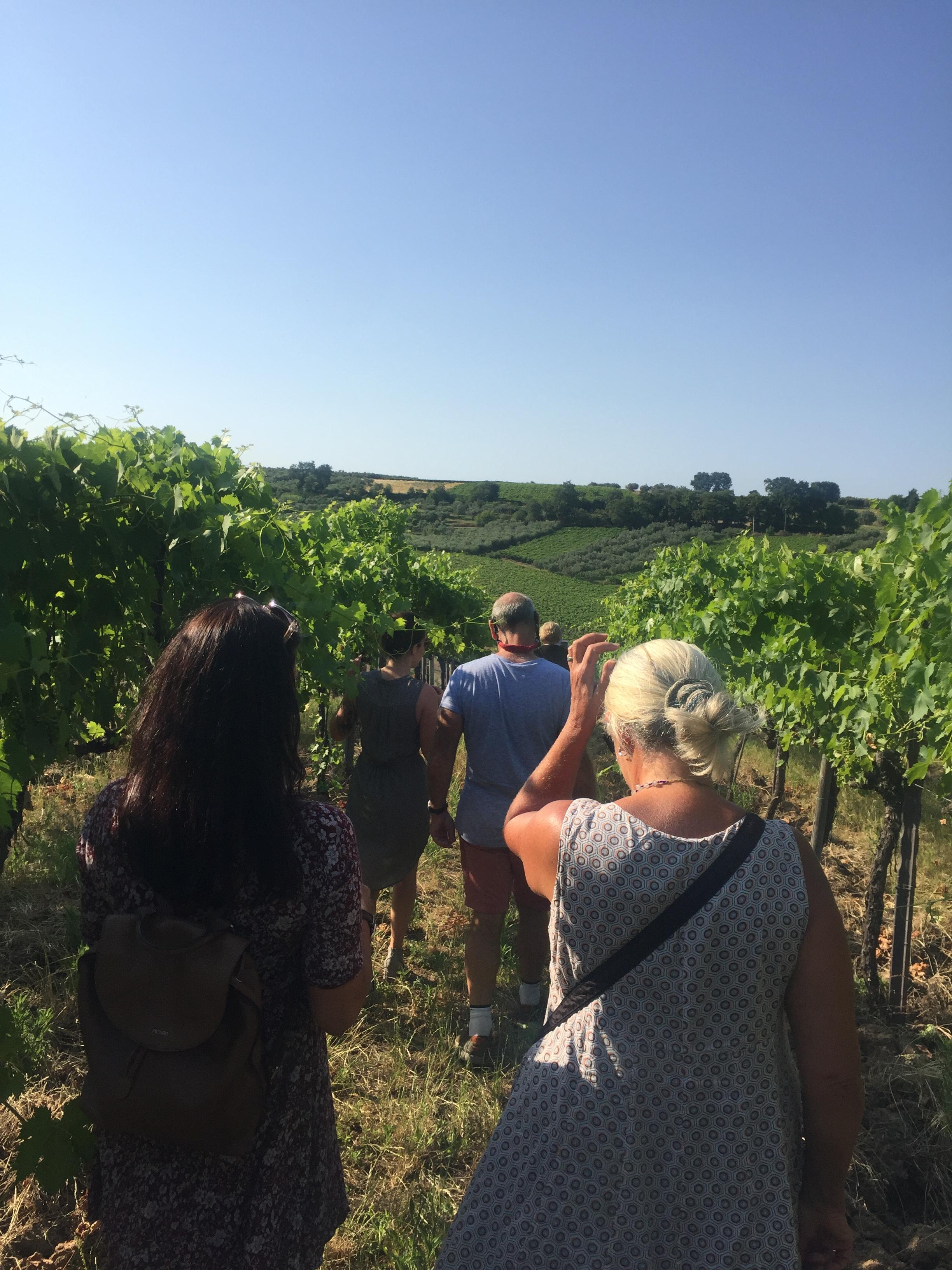 Visit the winery, stroll through the vineyards, taste the Cantine Mucci Wine - cover photo
