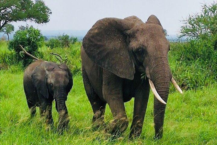 5 days Mikumi National Park and Nyerere National Park Adventure - photo 3