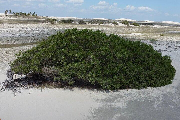 Jericoacoara East Coast Tour - photo 4