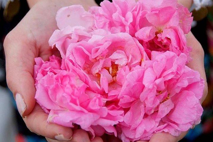 Picking Roses Workshop & Extracting Rose Oil in the Rose Valley - cover photo