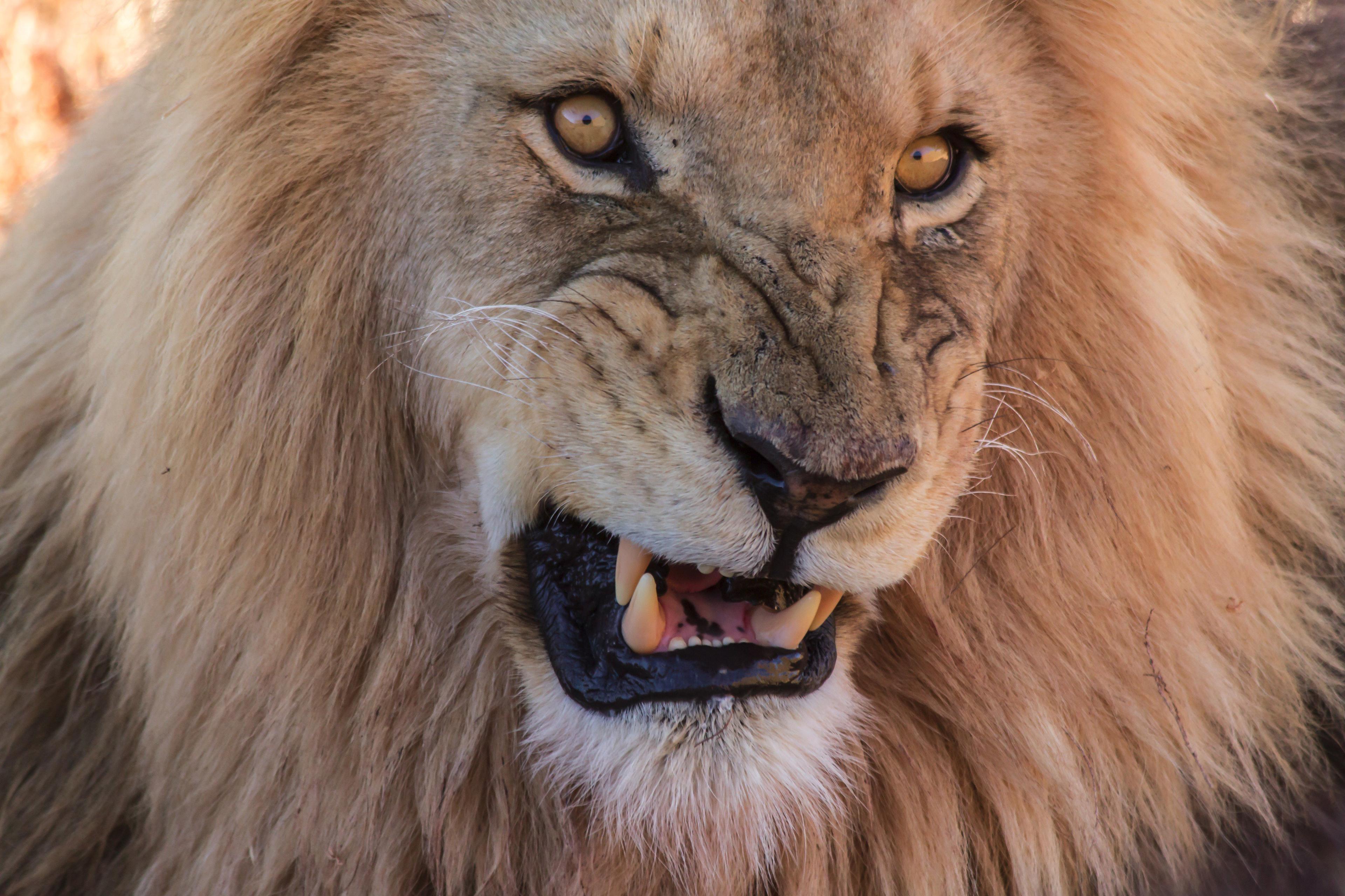 Cape Town: Aquila Reserve safari with lunch & wine tasting - cover photo