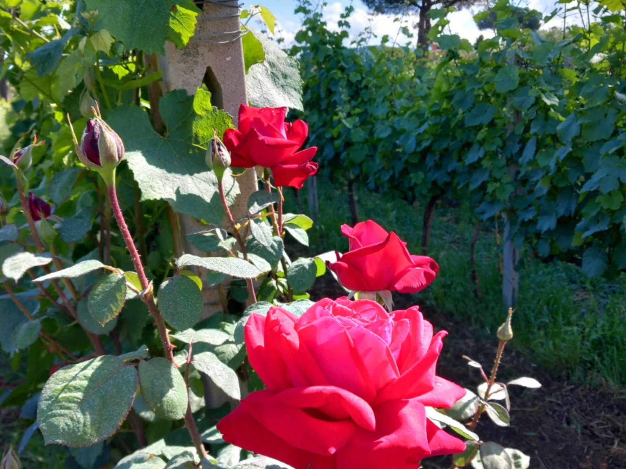 Wine Tasting & Medieval Town Visit at Castelli Romani - photo 5